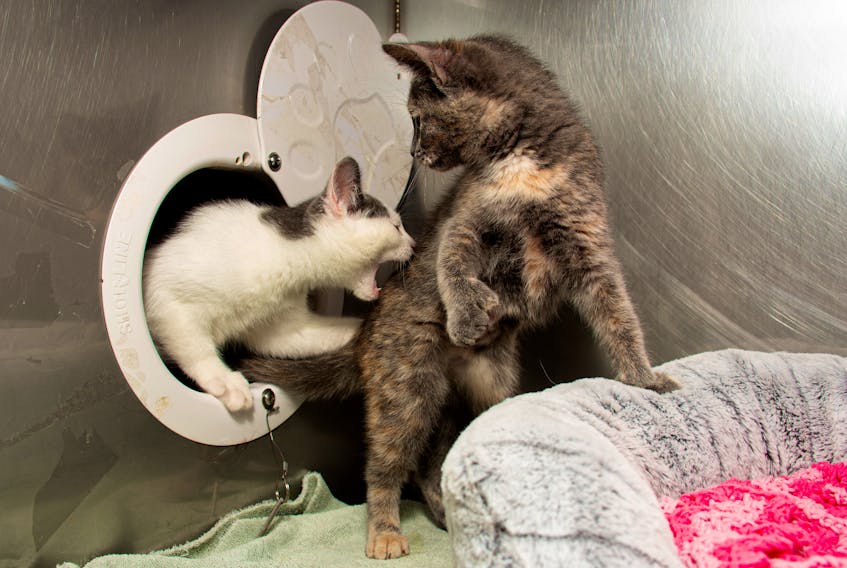 Daisy, a three-month-old kitten, launches a sneak attack on sister Rosie, as they play fight at the Dartmouth SPCA on Monday, June 12, 2023.
Ryan Taplin - The Chronicle Herald