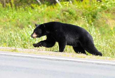 Hare Bay man confronted by a black bear while salmon fishing