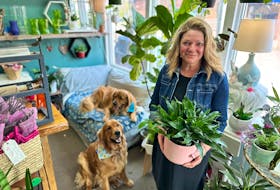 Sharon McIntyre arranges the plants in her shop in Kensington, called Bloom House Plants and Pretty Things. Behind her are her two golden retrievers, John Denver and Norma Jean. Thinh Nguyen • The Guardian