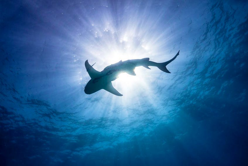 The Netflix crew went looking for sharks. Instead, the sharks found them.
