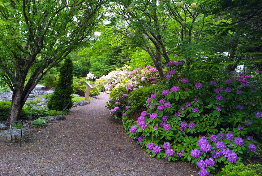 PHOTO CAPTION: The Memorial University Botanical Garden in St. John’s, N.L., looks forward to people visiting and embracing the nature around them. PHOTO CREDIT: Contributed.