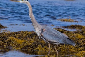 The largest heron in North America, the great blue heron, stalked fish in Renews Harbour during June. Contributed