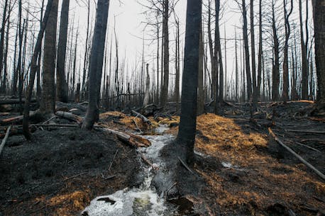 Nova Scotia lifts ban on travel, activity in woods after rain brings relief to wildfires