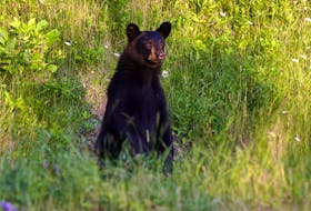This black bear appeared curious as motorists stopped along the Cape Breton Highlands National Park, near Cheticamp in this file photo. SALTWIRE