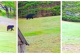 A black bear was seen scampering across a lawn in Howie Centre on Friday night. CONTRIBUTED