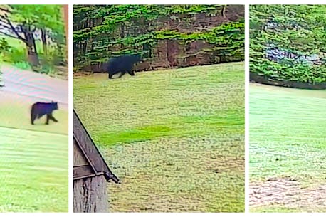 'It was a full-size bear': Howie Centre buzzing over bear sighting