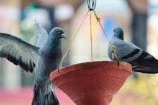 Being taken to court and facing a large fine for feeding pigeons in your own backyard, which is the situation a woman in St. John’s finds herself in, just sounds wrong to columnist Janice Wells. Lenstravelier/Unsplash