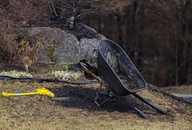 A burnt wheelbarrow and melted shovel are seen near a destroyed home on Carmel Crescent following last week's wildfire in Hammonds Plains, NS Tuesday June 6, 2023. 
POOL/Haifax Chronicle Herald-Tim Krochak