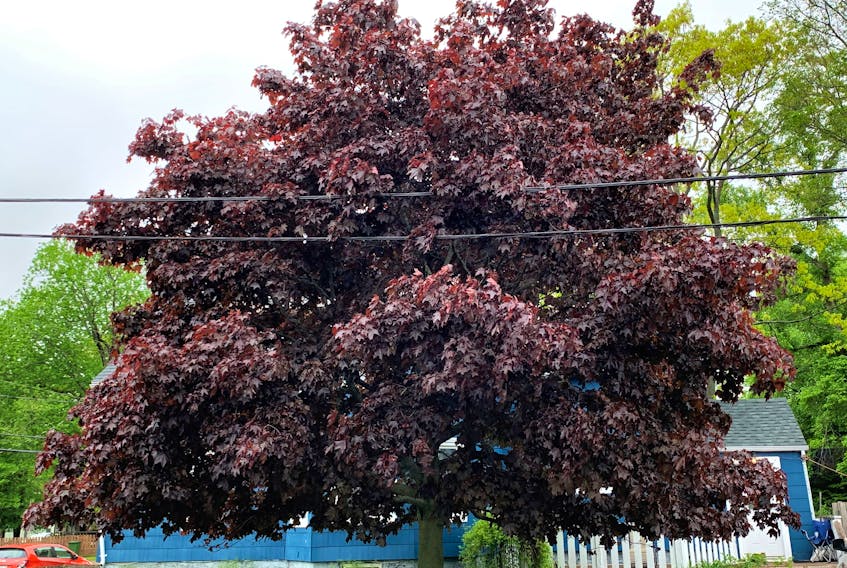 The purplish-red Crimson King Norway maple is a common site in towns and cities, but unfortunately tries to take over the local environment, and must be stopped. Contributed