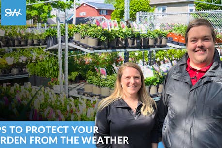 Rain or shine: How weather impacts your garden