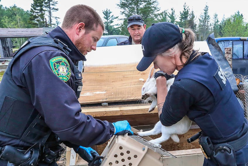 SPCA officer Sarah Young, Yarmouth, and DNRR Wildlife Conservation Officers Tim Locke, Birchtown, ease a frightened rabbit into a carrier. N.S. GOVERNMENT