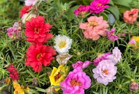 Portulaca is an eye-catching annual plant with jewel-toned flowers and succulent leaves. It’s ideal for containers in hot, sunny locations.
