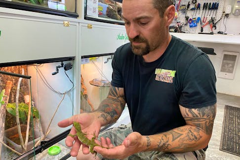 Maritime Geckos has a variety of creatures for sale, such as anoles (picture), geckos, bearded dragons and corn snakes. Business is primarily done online, although his physical location in Mont-Carmel is open by appointment. – Kristin Gardiner/SaltWire