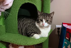 In mid-May, 3-year-old cat Oliver crawled inside a couch that was being taken to the Summerside dump. A worker noticed him the last second, saving him from being crushed. – Contributed