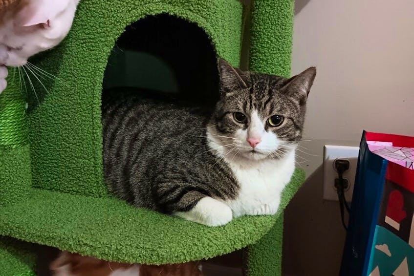 In mid-May, 3-year-old cat Oliver crawled inside a couch that was being taken to the Summerside dump. A worker noticed him the last second, saving him from being crushed.