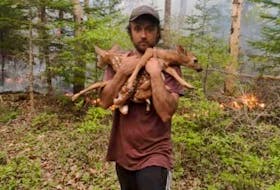 Carlton Gunning Cove volunteer firefighter Calen Goulden carries two fawns to safety on June 1. Goulden found the two fawns while he and his father Cory were keeping the flames at bay from their own home on the Shore Road  in Carlton Village during the Shelburne County wildfire. FACEBOOK