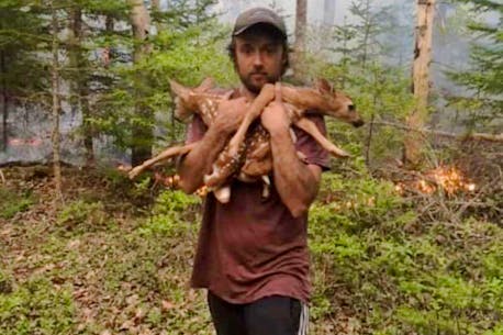 Ember and Ash: Volunteer firefighter saves fawns from Shelburne County wildfire