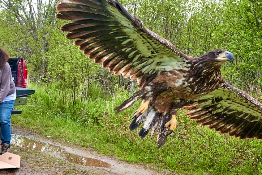 A juvenile bald eagle flies away after being released by Brenda Boates of the Cobequid Wildlife Rehabilitation Centre in Cape Breton on Wednesday. CONTRIBUTED/AL EASTMAN