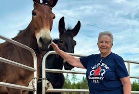 Marie Sheehan next to Moose, a mule at Wild Rose Horse Sanctuary that she is sponsoring. Thinh Nguyen • The Guardian