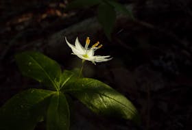 The world is delicate in many ways just like many beautiful plants such as the star flower, says columnist Don Cameron.