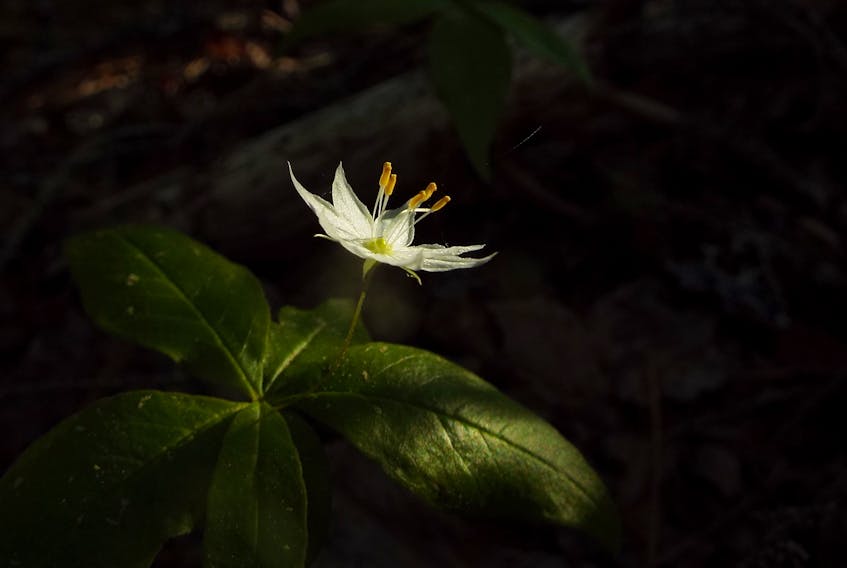 The world is delicate in many ways just like many beautiful plants such as the star flower, says columnist Don Cameron.