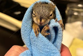 Staff at the Atlantic Veterinary College are urging people to stop using glue traps, following an incident in which three squirrels were brought to the college after being stuck in one. –Molly McGrath