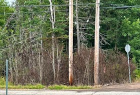 Branches and dying brush remain nearly a month after Nova Scotia Power used Roundup to clear the brush near a power pole in Hopewell. Contributed