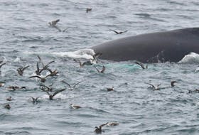 Shearwaters and a humpback whale lunge after the same little fish known as the capelin at Cape Spear. - Bruce Mactavish