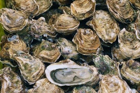 Oyster farmers on pause after Nova Scotia storm