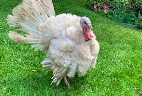 Taro the turkey, as it turns out, is a very elegant dancer. — Pam Frampton photo