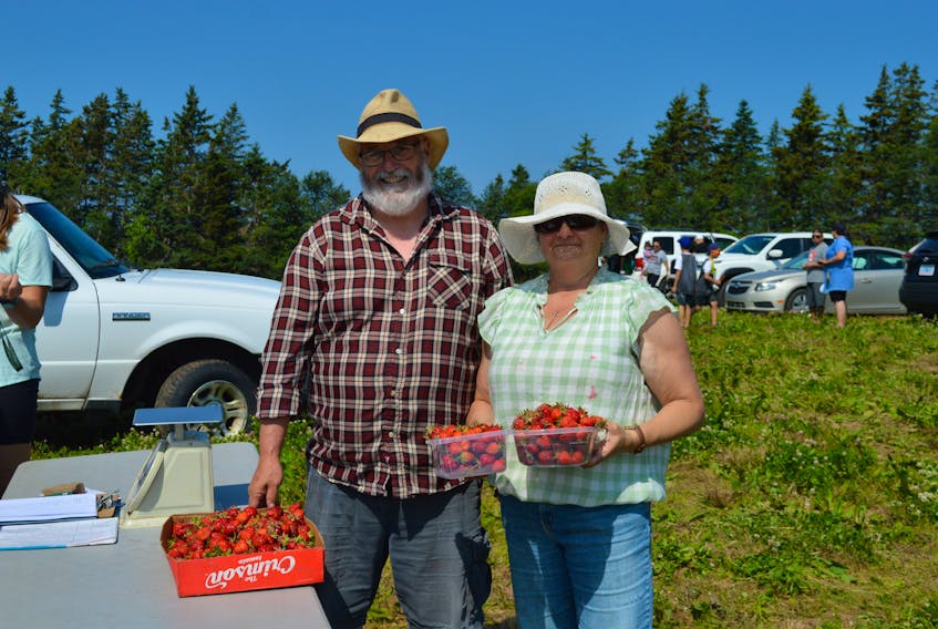 Danny and Norma MacNeil picked enough strawberries for their entire family on Saturday. EMILY CONOHAN/SPECIAL TO CAPE BRETON POST