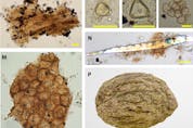 Ancient plant remains recovered from Oc Eo: (H) Fragments of spiral vessel. (I) to (K) Myrtaceae pollen. (M) Cork cells. (N) Fiber. (O) and (o) Type IV, M. fragrans. (P) Nutmeg.