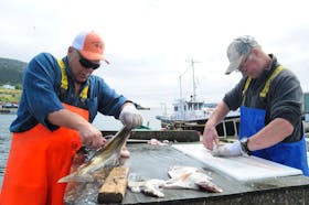 Good catch
It was a good day out on the water last Saturday to try for a few cod. And it was a successful fishing day for Bay Bulls residents Charlie O’Dea (left) and Armand Williams who enjoyed filleting their catch under a bright sky. — Photo by Joe Gibbons/SaltWire