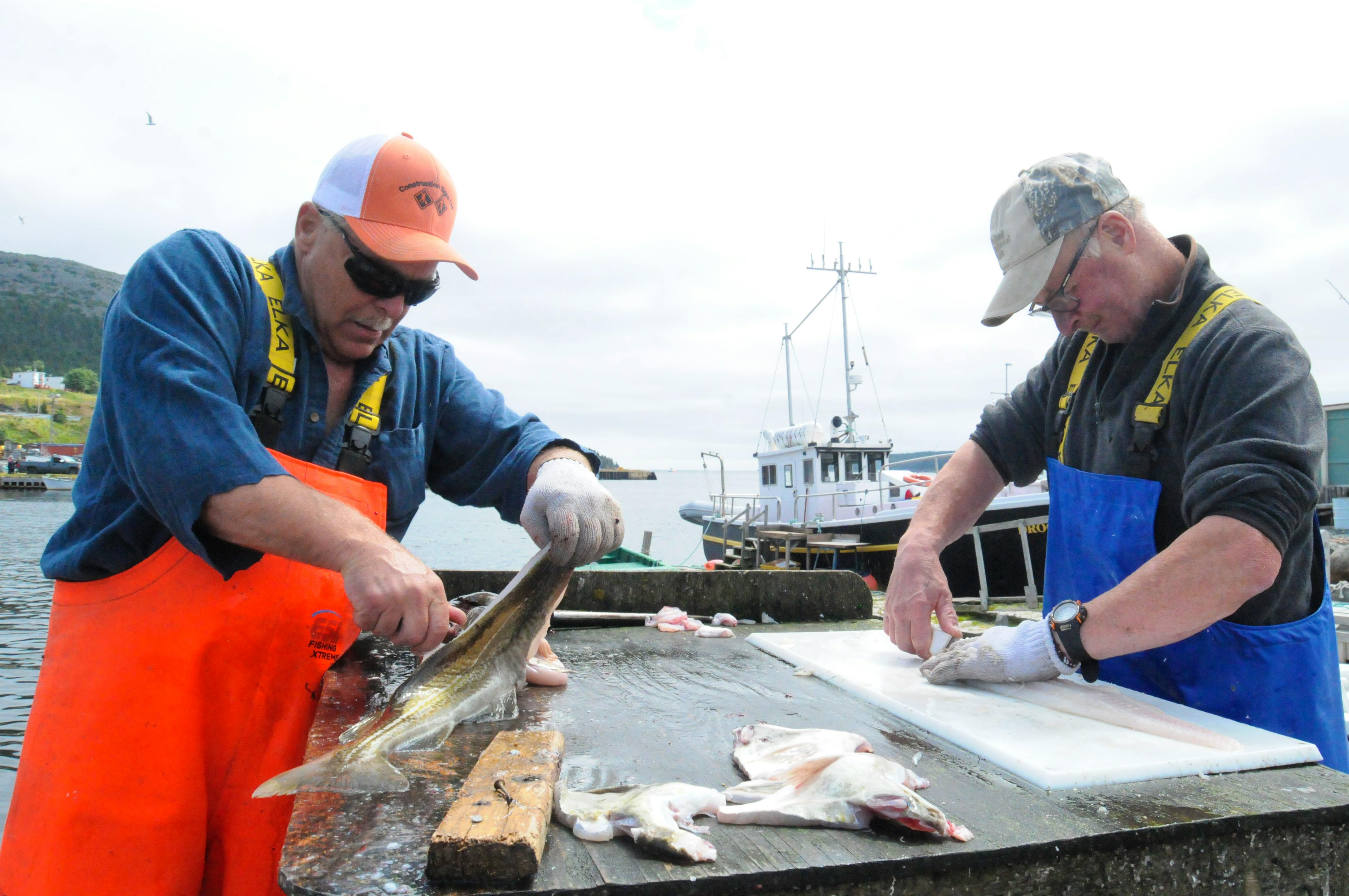 Boat load of confusion over recreational cod rules in Newfoundland