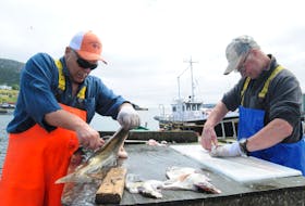 Good catch
It was a good day out on the water last Saturday to try for a few cod. And it was a successful fishing day for Bay Bulls residents Charlie O’Dea (left) and Armand Williams who enjoyed filleting their catch under a bright sky. — Photo by Joe Gibbons/SaltWire