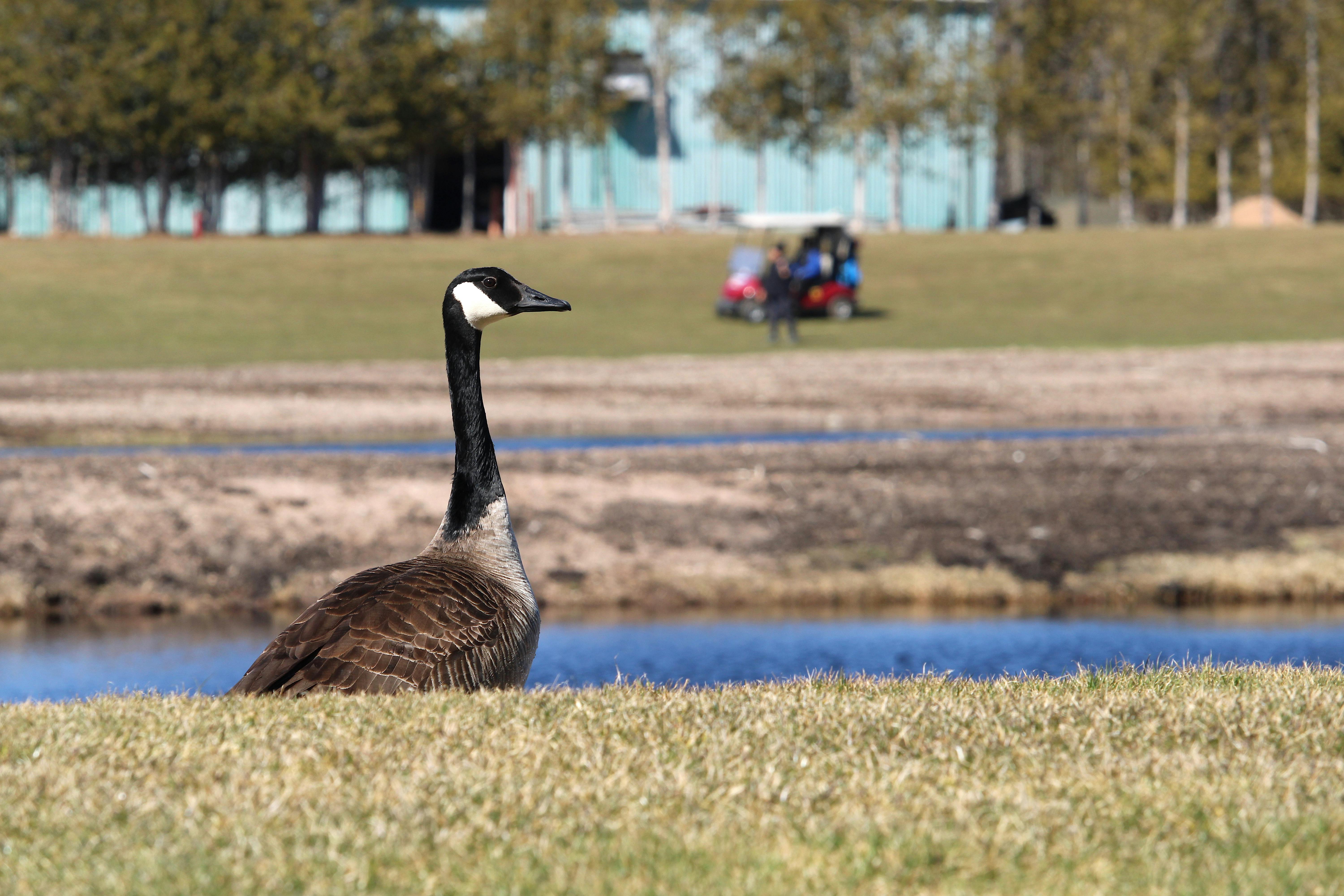 COMMENTARY: Can we rehabilitate the image of the Canada goose?