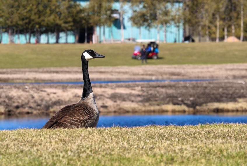 A Canada goose watches the golfers on the third and fourth holes at Eden Golf and Country Club in West Paradise, N.S., earlier this spring. SaltWire file