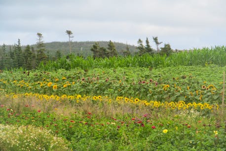WEATHER PHOTO: A trip to the farm market in St. John's, N.L.