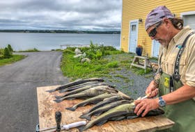 Paul Smith, pictured here cleaning his morning catch, has been enjoying cod fishing this summer. - Goldie Smith