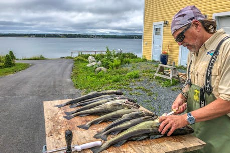 PAUL SMITH: Cod fishing has been fantastic so far this season in Conception Bay North area