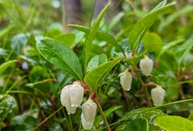 Gardeners often plant English ivy as a ground covering plant with evergreen foliage, but avoid this invasive vine and plant Eastern teaberry instead. It also has evergreen leaves, grows low to the ground and produces red edible berries. - Hughstin Grimshaw-Surette