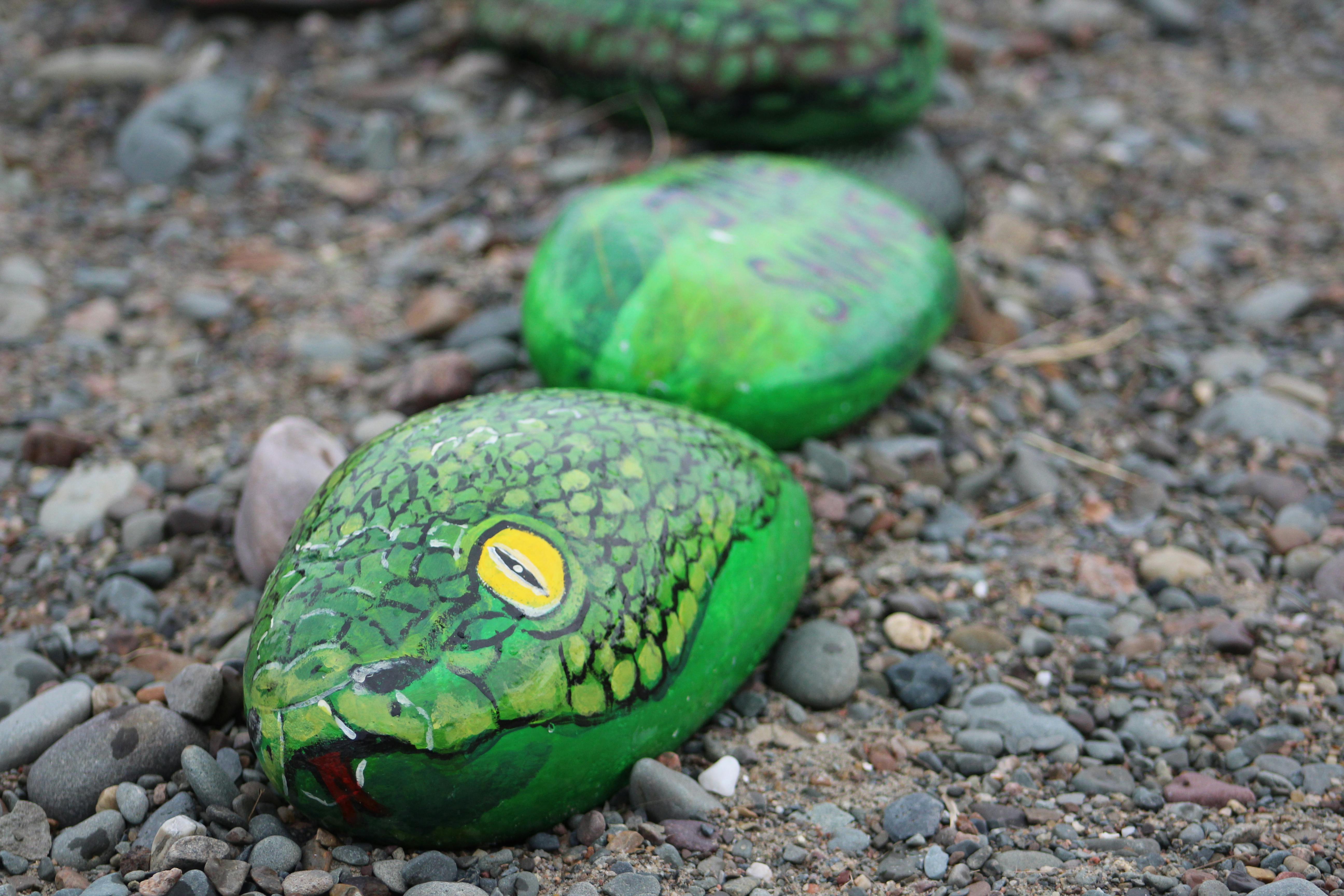 Jake the Snake brings N.S. community together with 3 000 painted