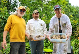 Homeowner John Duffy, from left, contractor Josh Lynch and beekeeper Chris Ellis hold containers of honeycomb they scooped out from a huge hive that was in the roof of Duffy’s south end Sydney home. Chris Connors/Cape Breton Post