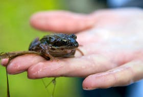 June 6, 2008--A wood frog was found along the way.
