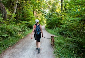 Dogs need to be leashed in public both for their safety and the safety of others, says Brian Hodder. - Unsplash