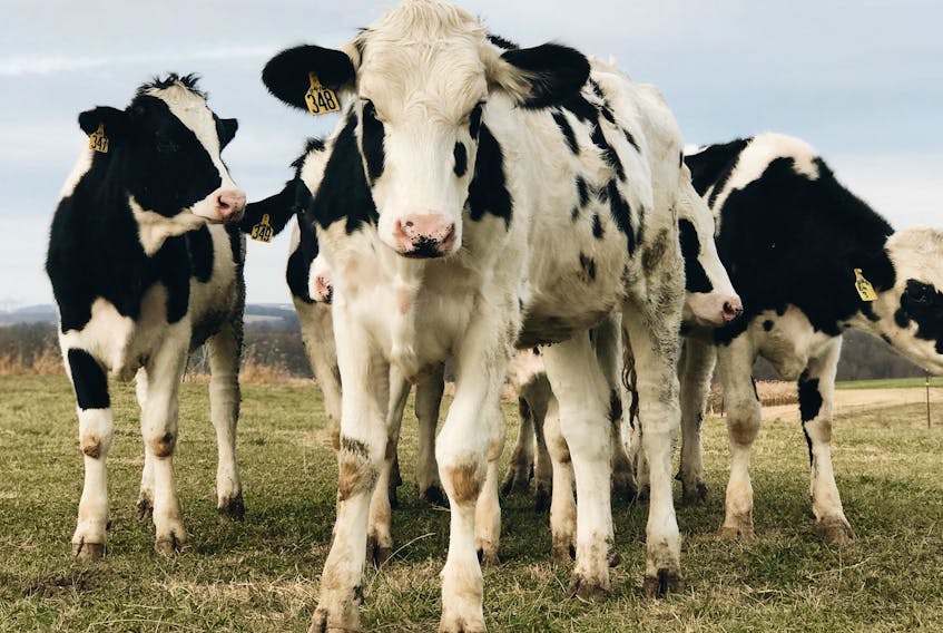Dairy cattle and how farmers can keep their cow herds healthy and productive is one of the main areas of study for Dr. Caroline Ritter, the Canada Research Chair specializing in veterinary social epidemiology at the University of Prince Edward Island. Alaina McLearnon photo/Unsplash