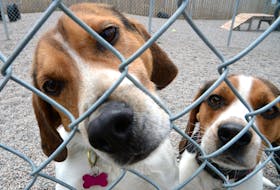 Two beagles at the Beagle Paws beagle rescue shelter greet our Telegram photographer Friday afternoon. For Barb Sweet story on the shelter’s cancelled Regatta fundraiser.

Keith Gosse/The Telegram