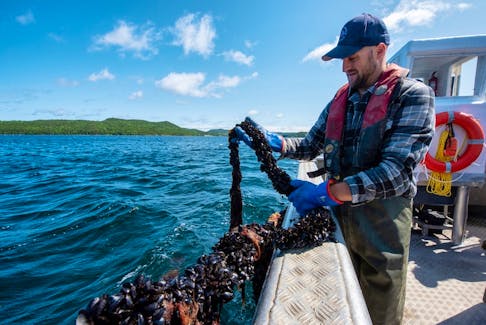In Atlantic Canada shellfish farms, like this mussel operation in Newfoundland and Labrador, are part of the industry. NAIA photo