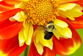 Besides bees, pollinators include hummingbirds, butterflies, moths, beetles and ants.