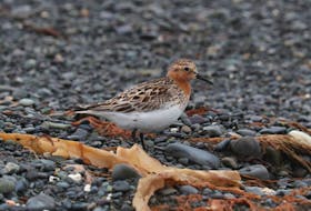 Good comes in small packages. This red-necked stint at Witless Bay could be the rarest bird of 2023 in Newfoundland and Labrador. — Contributed